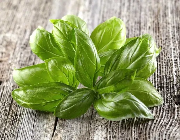 Basil leaves.