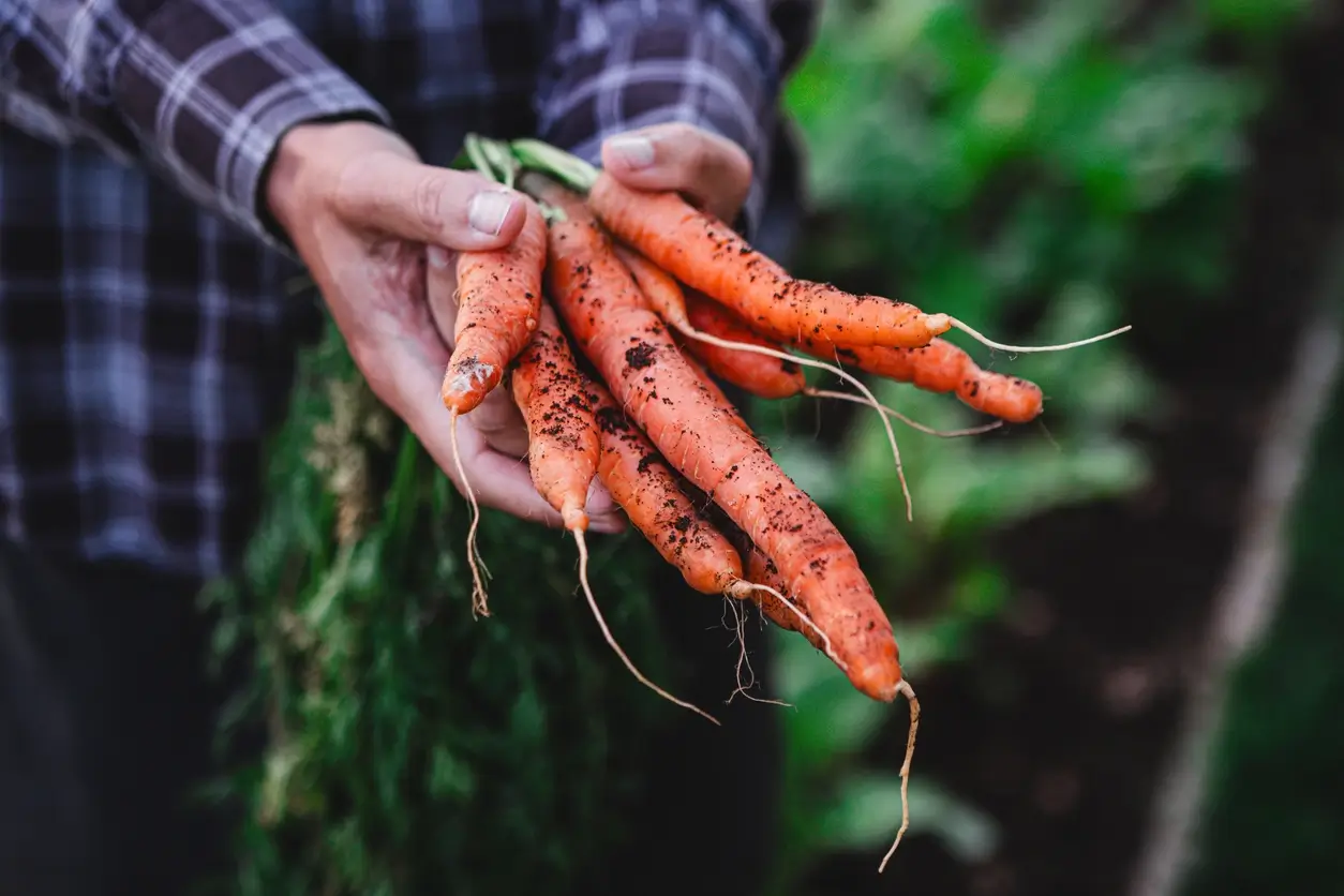 A farmer's hands holding freshly picked carrots.